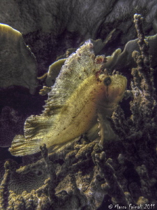 HDR of Leaf Scorpionfish by Marco Faimali 